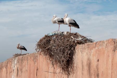 Two Birds on the Bird's Nest Under White Clouds