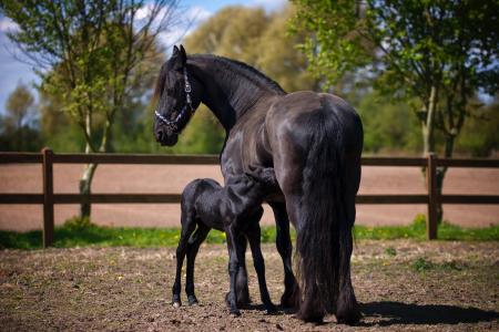 Two Black Horse on Field