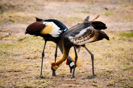 Two Black-white-and-red Birds