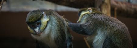 Two Brown-and-black Primates