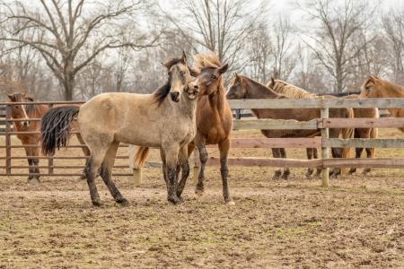 Two Brown Horses Beside Wooden Fencee