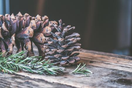 Two Brown Pine Cones on Brown Wooden Surface