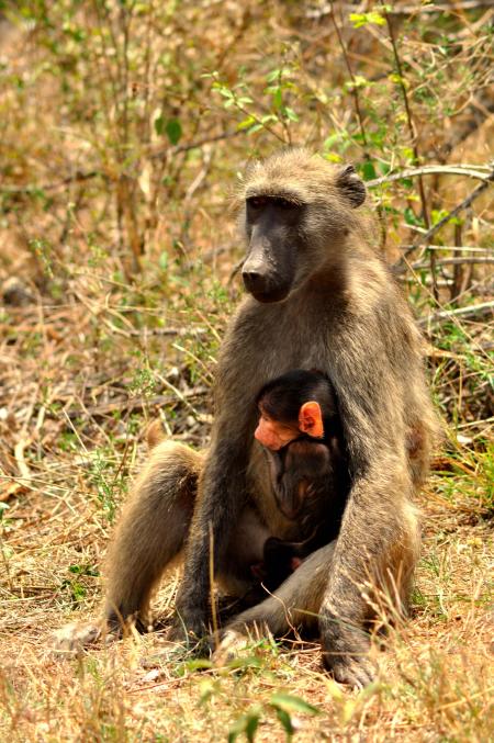 Two Brown-and-black Primates