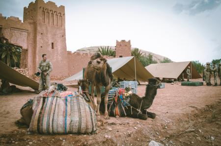 Two Camels Near Man and Brown Concrete Building