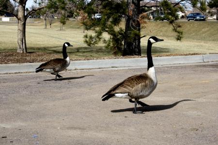 Two Canadian Geese