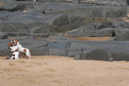 two dogs playing on the beach