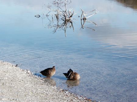 Two ducks by the lake