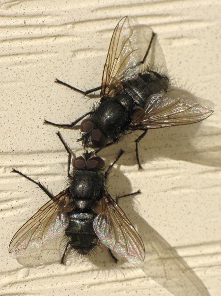 Two Flies
