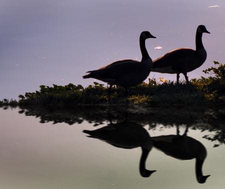 Two Geese
