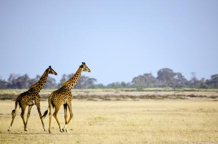 Two Giraffe Animal on Brown Grass Field