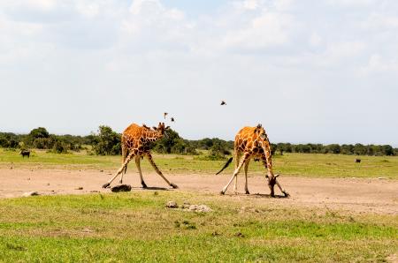 Two Giraffe on Green Grass