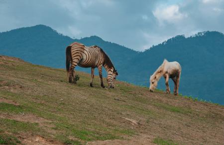 Two Horses Eating Grass on Green Hill