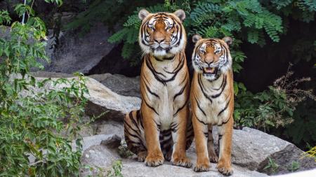 Two Orange Tigers Sitting Beside Each Other