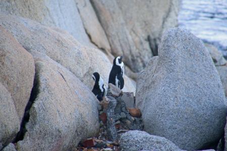 Two penguins in the rocks