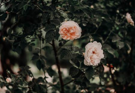 Two Pink Petaled Flowers