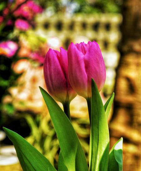 Two Pink Tulip Flowers