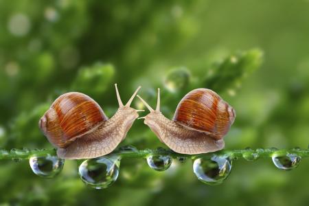 Two Snails