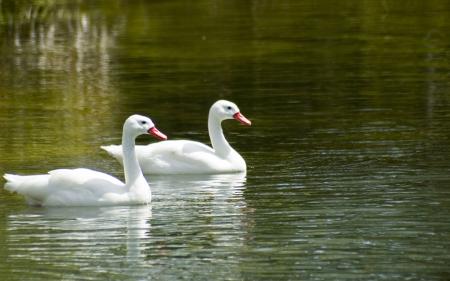 Two Swans Swimming