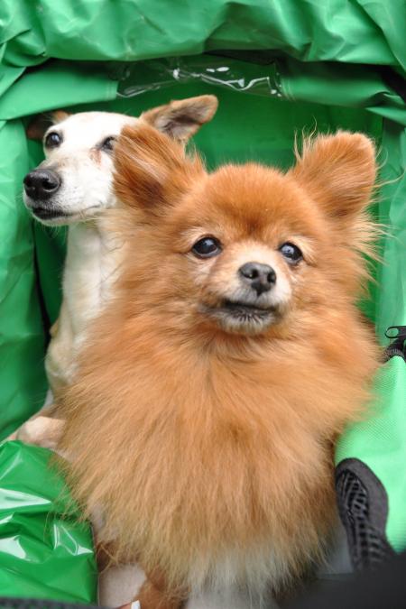 Two toy dogs in carriage