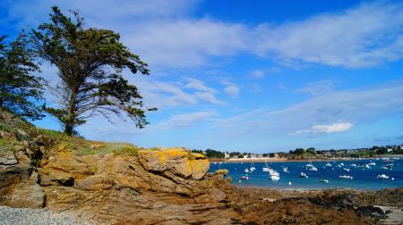 Two Trees on Rock Beside Body of Water