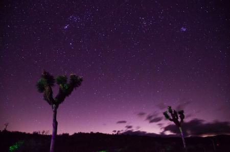 Two Trees Under Purple Sky