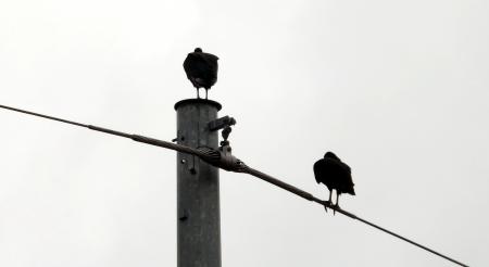 Two Vultures On A Cloudy Day
