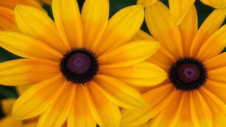 Two yellow flowers