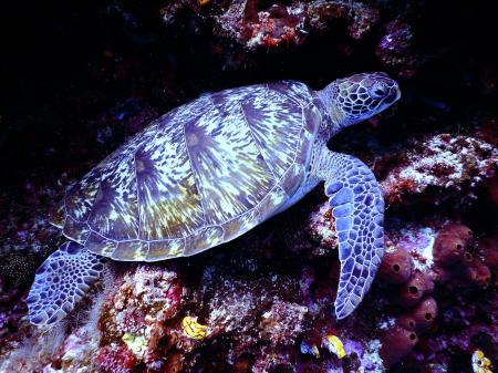 Underwater Photography of Brown Sea Turtle