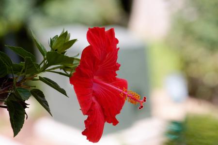 Red Petaled Flower