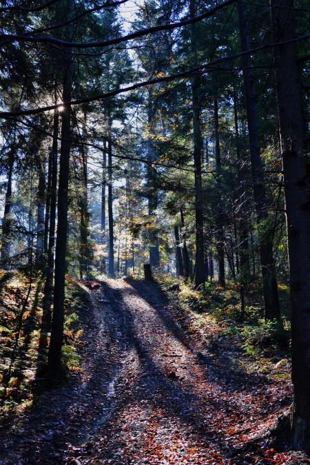 Unpaved Road Between Green Trees at Daytime