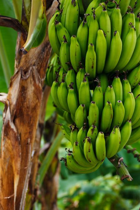 Unripe Banana on Banana Tree