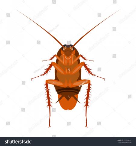 Upturned Cockroach
