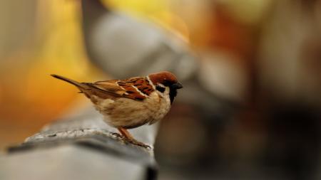 Urban sparrow