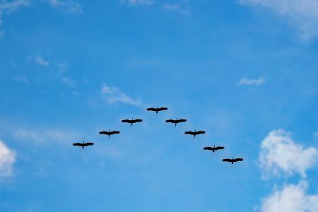 V Formation of Bird during Daytime