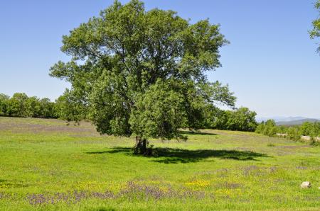 Valle del Ambroz