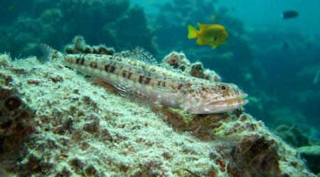 Variegated Lizardfish