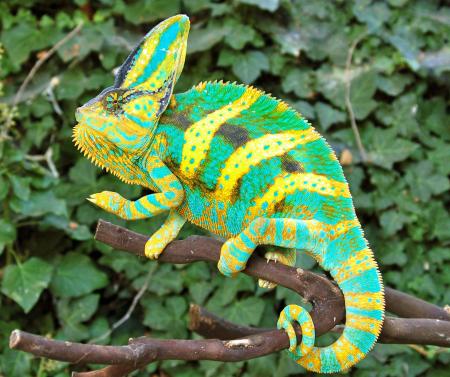 Wild Chameleon