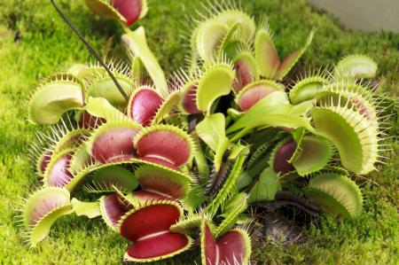 Venus fly trap