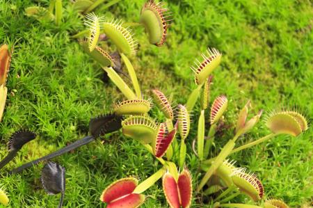 Venus fly trap