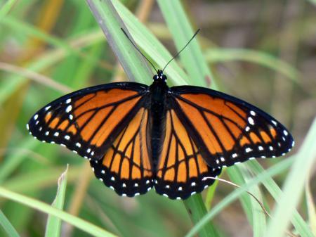 Viceroy Butterfly