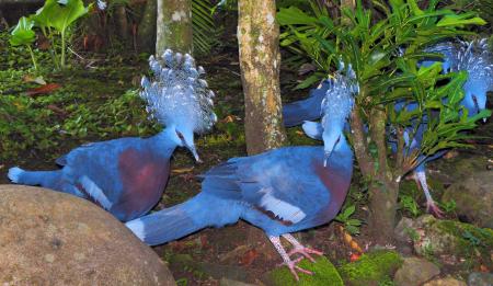 Victoria Crowned Pigeon