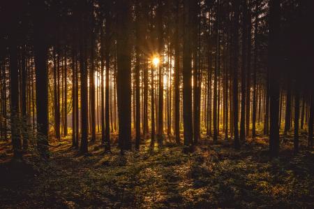 View of Black Trees and Sun