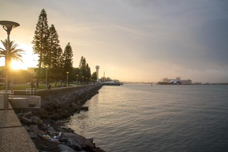 View of Trees at Sunset