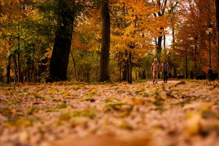 View of Trees in Forest during Autumn