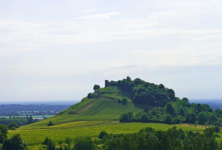 Vineyard View