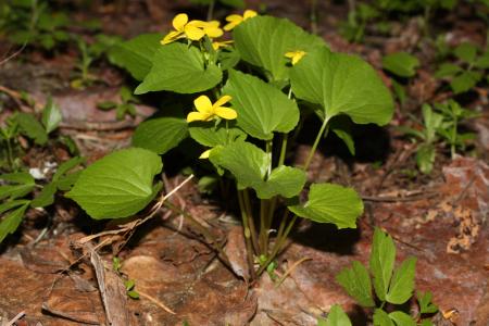 Viola Glabella