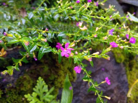 Violet flowers