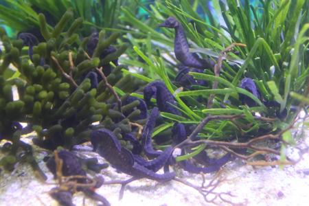 Violet seahorse in the sea
