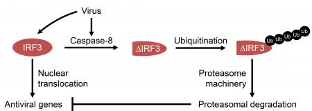 Virus Infected Cells