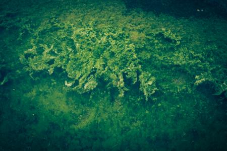 Vivid Green Seaweed Texture